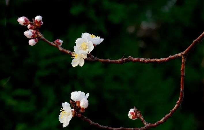 沾衣欲湿杏花雨的下一句,诗句沾衣欲湿杏花雨下一句是什么图1