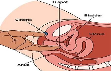 g点在哪里,男性的g点在什么位置图1