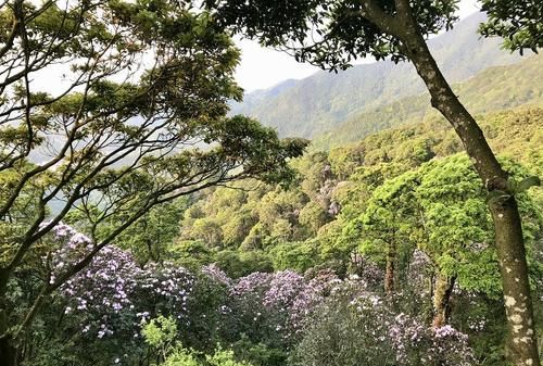 梧桐山在哪里,梧桐山居在哪里图2