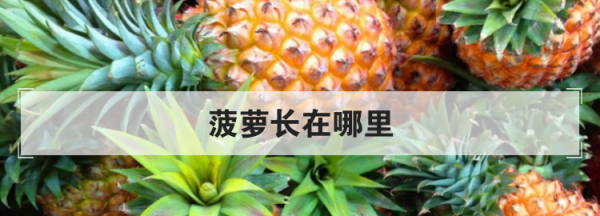 菠萝长在哪里,菠萝在哪里长出来的图2