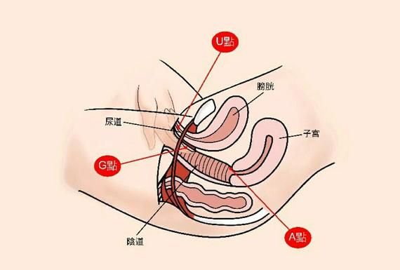 女性的g点在哪里,g点的具体位置在哪里图2