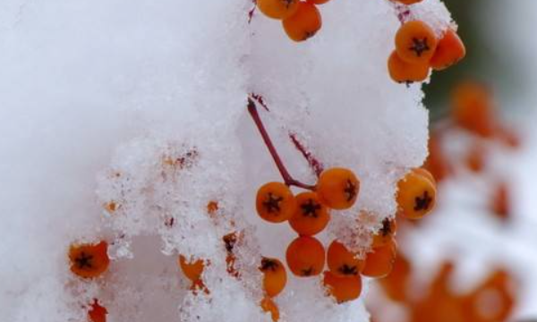 瑞雪兆丰年的上一句和下一句,瑞雪兆丰年的上一句和下一句分别是什么图2