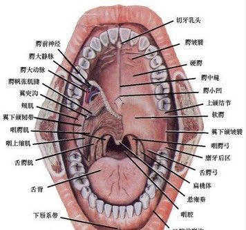 系带在哪里,五分裤绑带是在前面还是后面穿图3