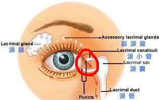 眼睛泪湖位置在哪里,眼角膜在什么位置图2