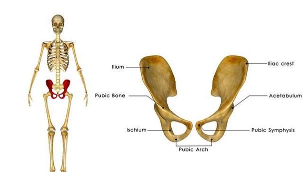 耻骨在哪里身体哪个位置,耻骨是哪里部位图图1
