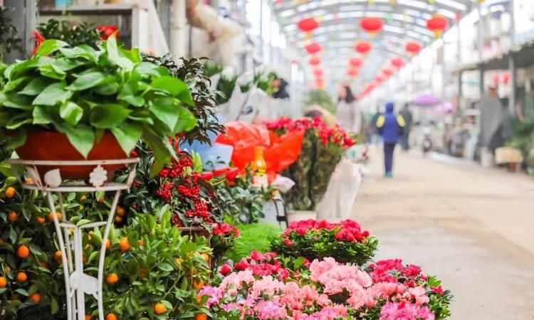 花鸟市场在哪里,余姚的花鸟市场在哪里图3