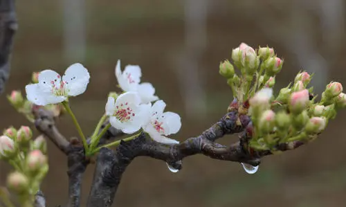 梨花带雨下一句,梨花带雨美人泪图2