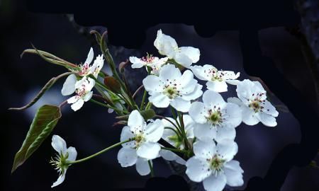 梨花带雨下一句,梨花带雨美人泪图3