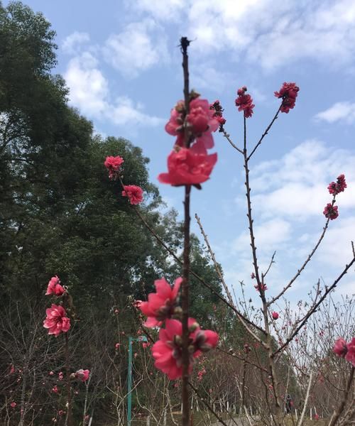 桃花灼灼下一句,桃花灼灼清风渺渺什么意思图2