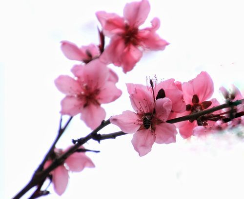 桃花灼灼下一句,桃花灼灼清风渺渺什么意思图3