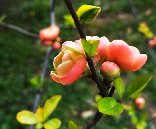 花开四季下一句,花开四季下一句接什么勤学图2