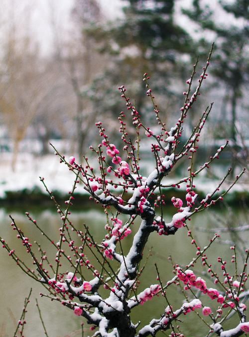 踏雪寻梅下一句,末冬踏雪寻梅下一句图1