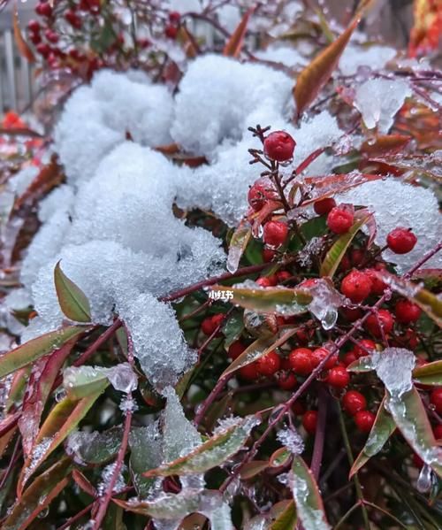 瑞雪兆丰年下一句,瑞雪兆丰年的下一句是啥意思图4