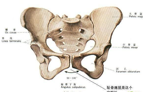 趾骨在哪里,耻骨在哪里 位置图图1