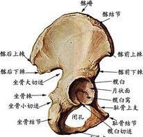 胯骨在哪里,耻骨在哪里 位置图图1