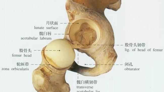 胯骨在哪里,耻骨在哪里 位置图图2