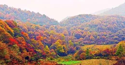 柞水红叶在哪里,秦岭黄花岭红叶什么时候最红的图1