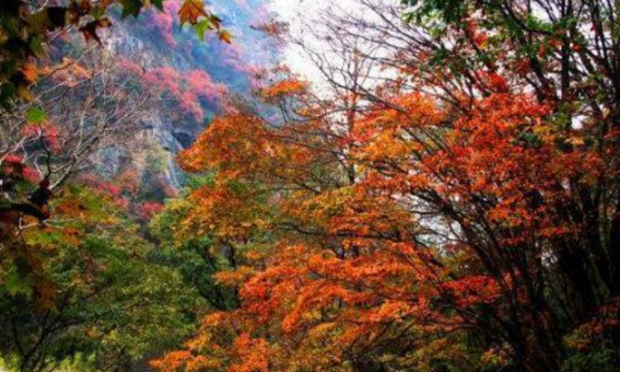 柞水红叶在哪里,秦岭黄花岭红叶什么时候最红的图6