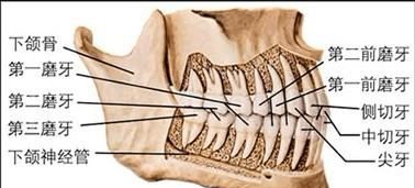 磨牙在哪里图片,牙齿醴醴的结构图2
