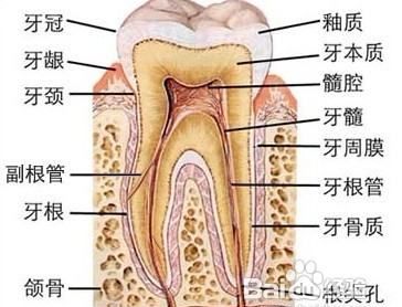 磨牙在哪里图片,牙齿醴醴的结构图3