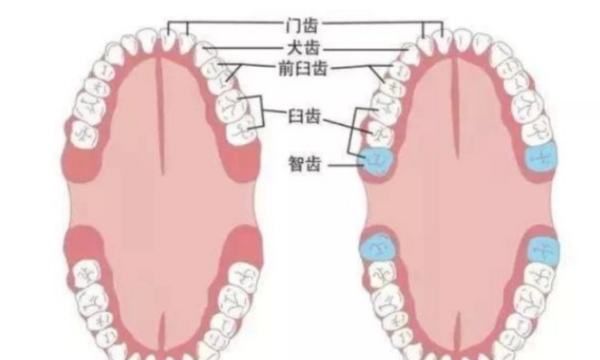 磨牙在哪里图片,牙齿醴醴的结构图5