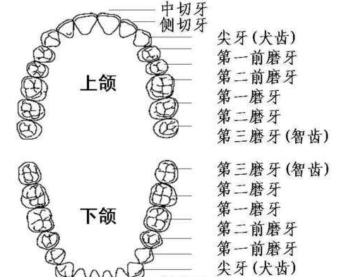 磨牙在哪里图片,牙齿醴醴的结构图6