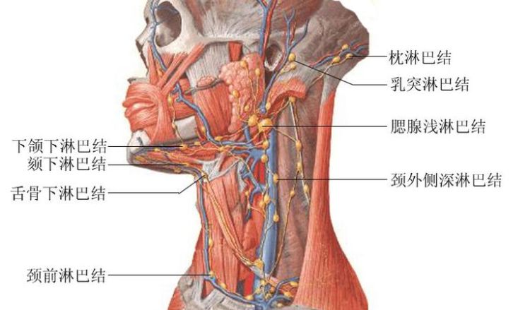 臀部淋巴结在哪里,左大腿屁股下边位置按着长了几个疙瘩没有硬块一碰就疼不知道是...图1