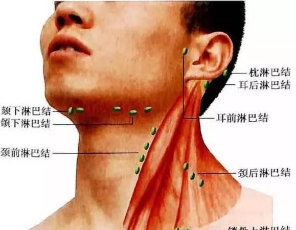 臀部淋巴结在哪里,左大腿屁股下边位置按着长了几个疙瘩没有硬块一碰就疼不知道是...图2