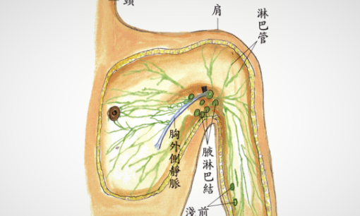 臀部淋巴结在哪里,左大腿屁股下边位置按着长了几个疙瘩没有硬块一碰就疼不知道是...图5