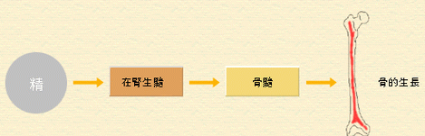 肾主骨生髓造血下一句,肾主骨生髓开窍于耳其华在发全文图2