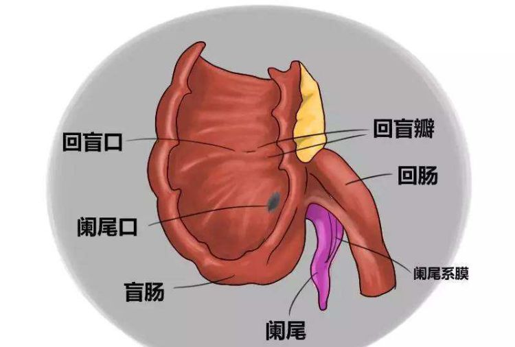 南尾位置,阑尾的周围是什么部位图1