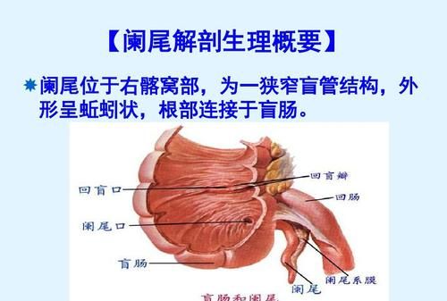 南尾位置,阑尾的周围是什么部位图3