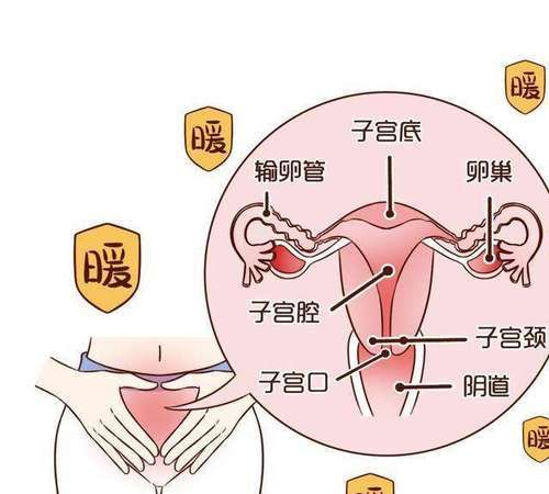 子宫位置在哪里,子宫在哪个位置图解6图7