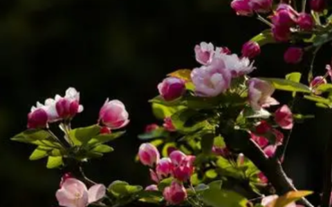 鸟语花香下一句,听鸟语闻花香的美句