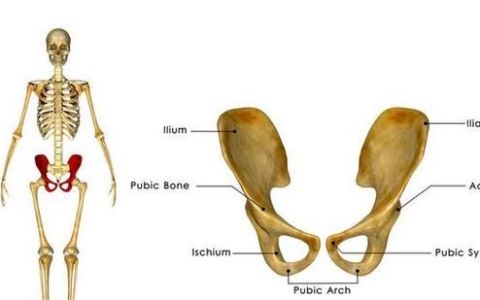 耻骨在哪里身体哪个位置,耻骨是哪里部位图