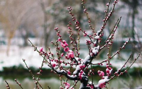 踏雪寻梅下一句,末冬踏雪寻梅下一句