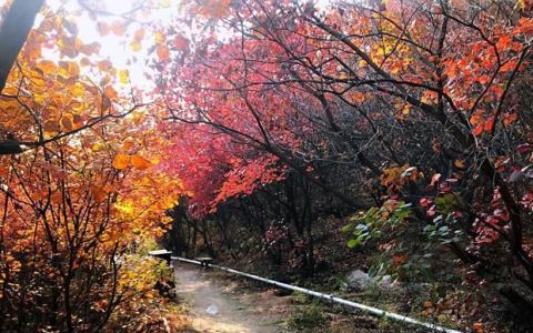 翻山越岭下一句,大山深处翻山越岭下一句是什么意思