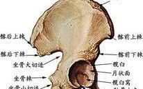 胯骨在哪里,耻骨在哪里 位置图