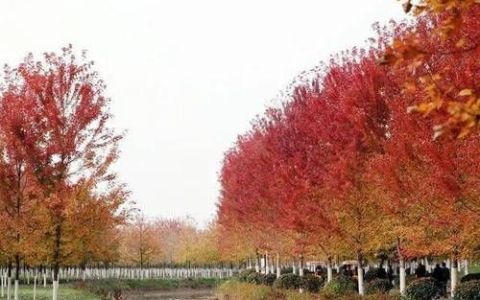 邳县在哪里,邳州市属于哪里的城市