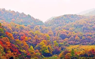 柞水红叶在哪里,秦岭黄花岭红叶什么时候最红的