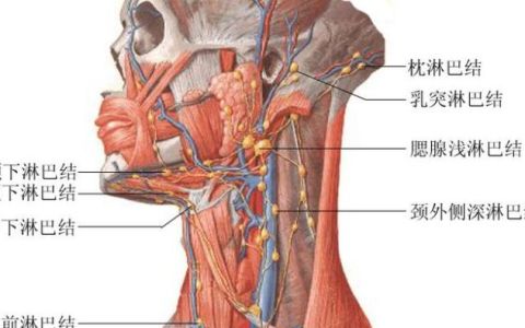 臀部淋巴结在哪里,左大腿屁股下边位置按着长了几个疙瘩没有硬块一碰就疼不知道是...