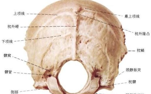 枕骨在哪里个位置,枕骨是什么部位